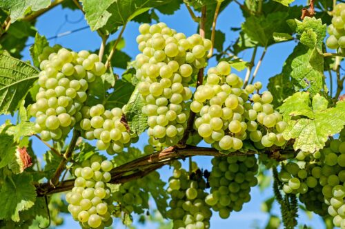 Ab in die Weinberge…