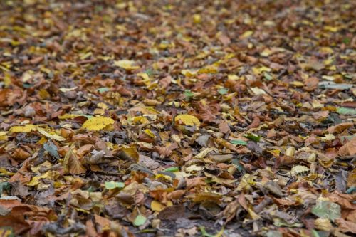 Herbstspaziergang