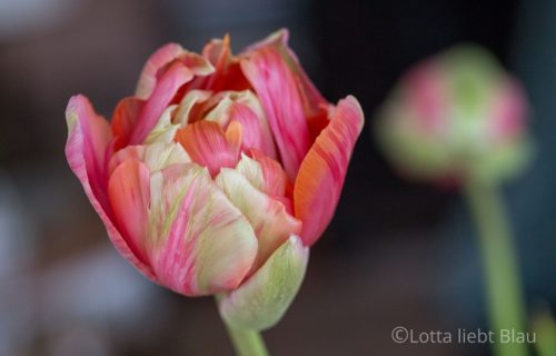 Freitagsblümchen