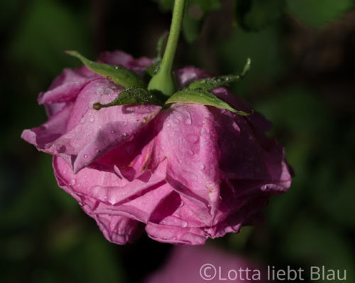 Nach dem Regen…