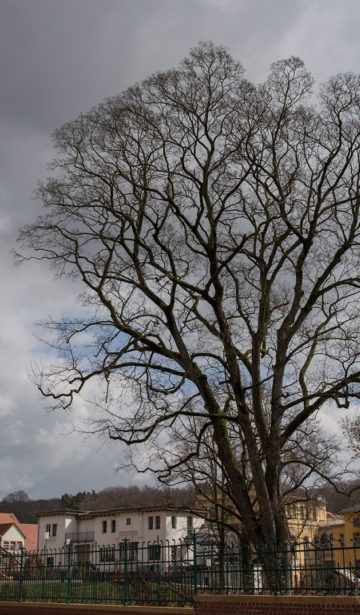 Baum in Grimma