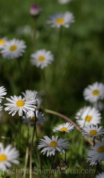 Gänseblümchen