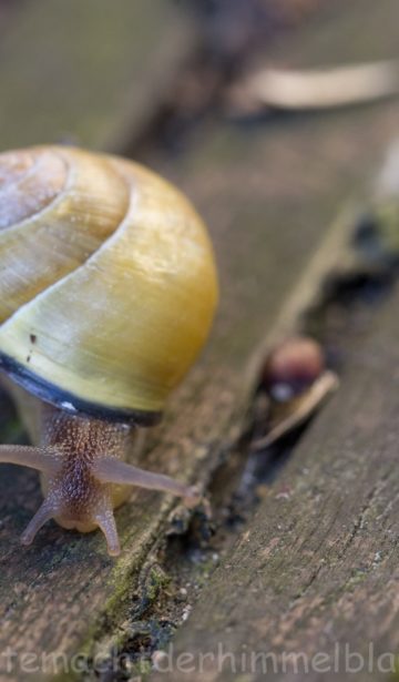 Schnecke