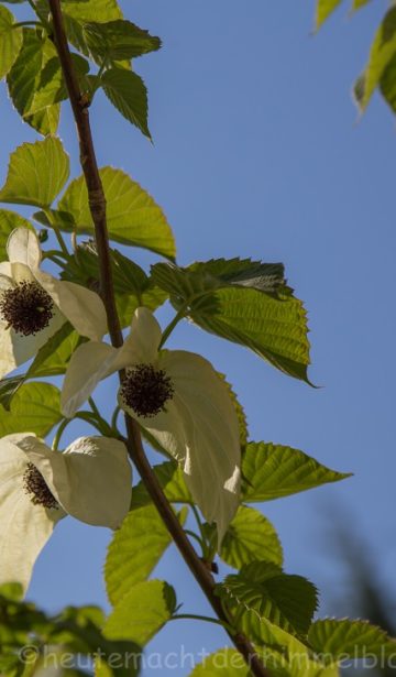 Taschentuchbaum
