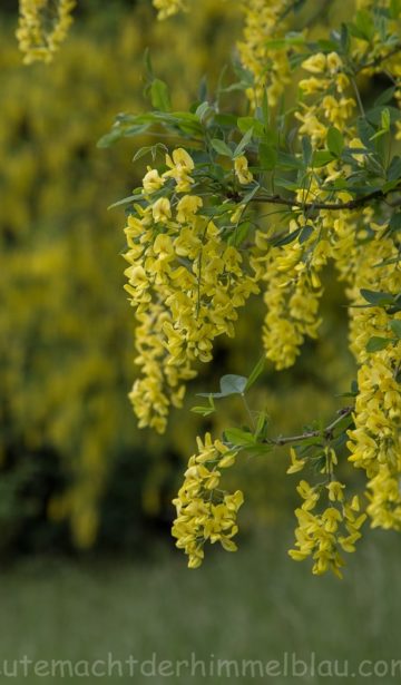 Gelbe Blüten