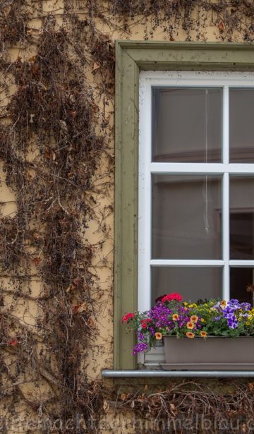 Fenster