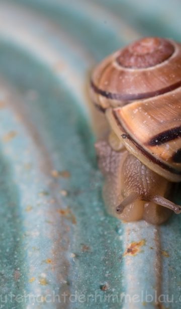 Schnecke