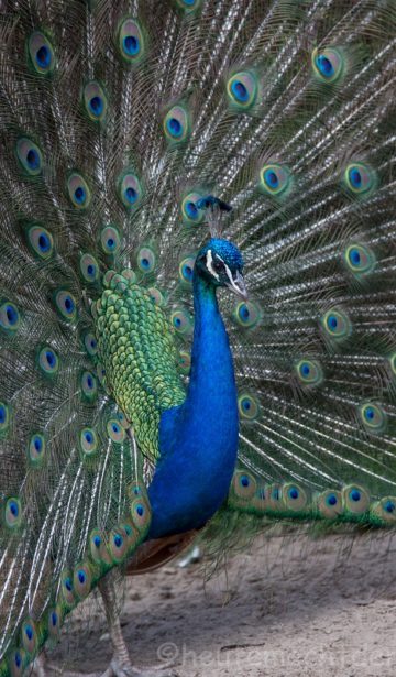 Pfau