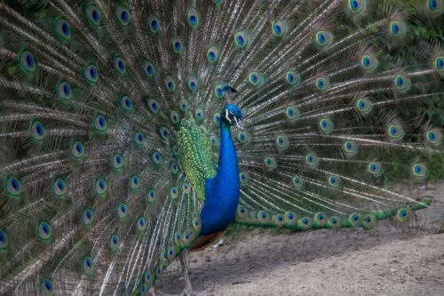 Pfau