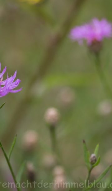 Sommerwiese