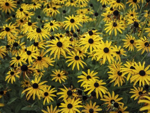 Herbstblumen