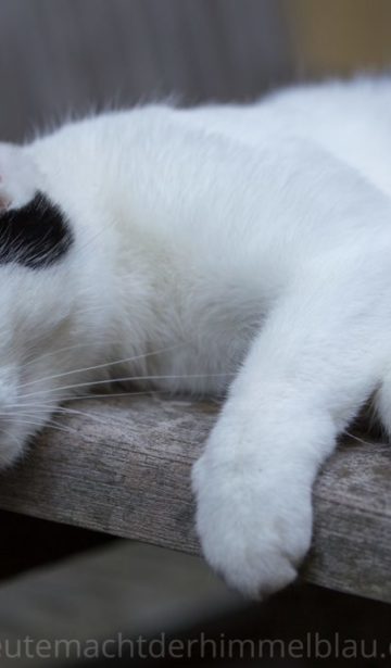 Katze