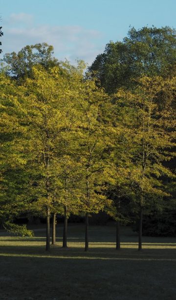 Neuer Garten