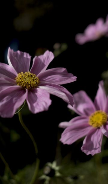 Blume