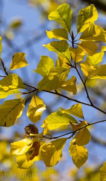 Herbstlicht