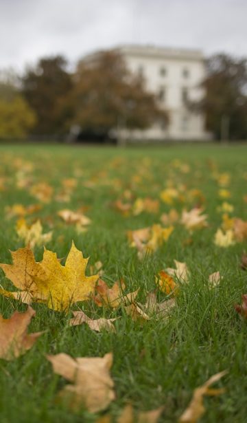 Herbstblätter