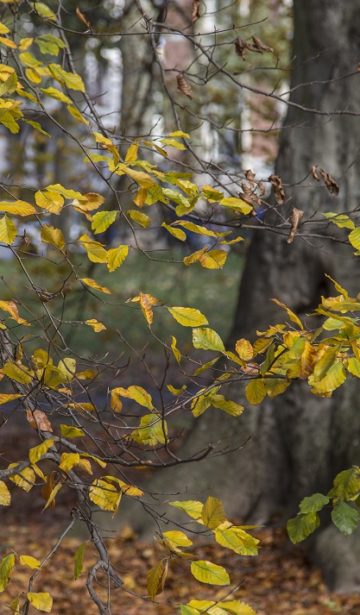 Herbst