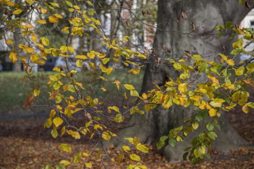 Herbst