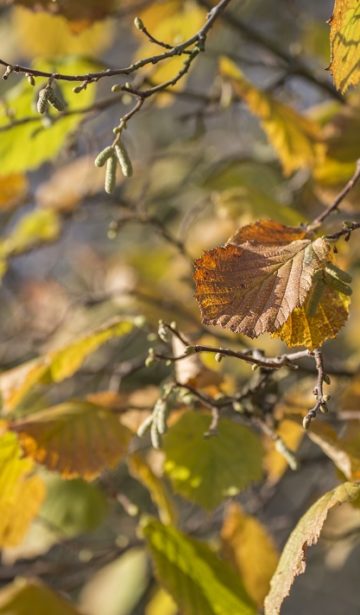 Herbstglück