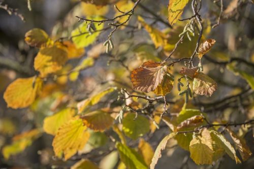Herbstglück