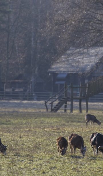 Wildpark