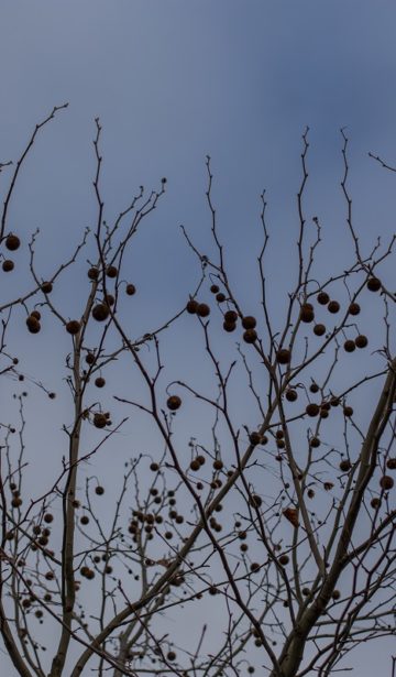 Himmel