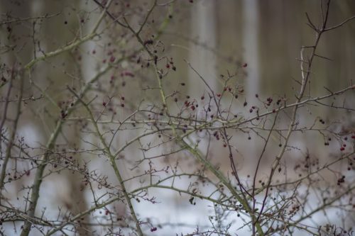 Eine neue Liebe…
