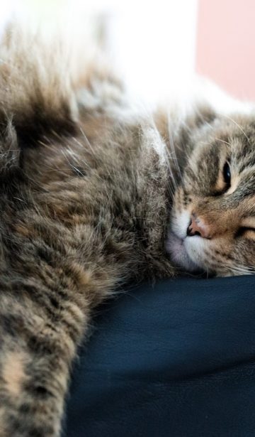 Katze