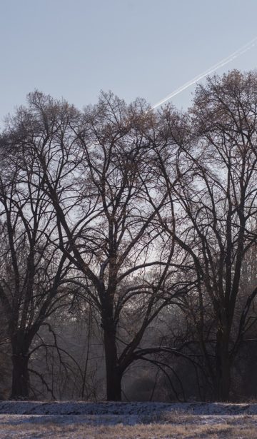 Winterlicht
