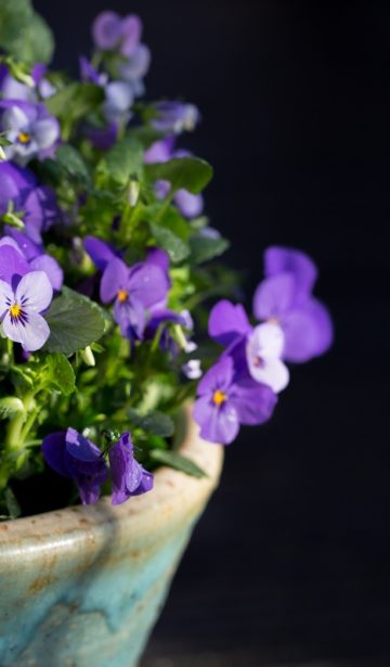 Frühling