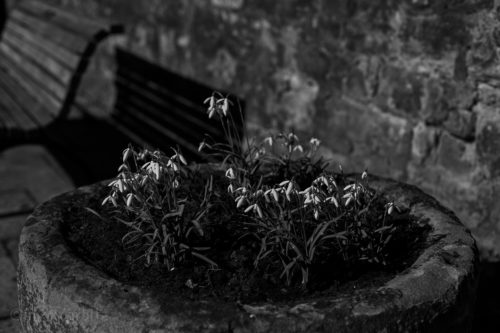 Der Frühling in Graustufen…
