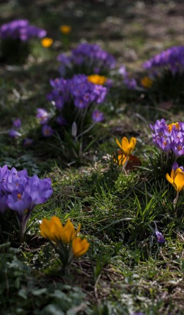 Krokusse