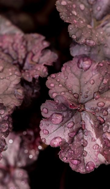 Heuchera