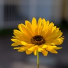 Spätsommer