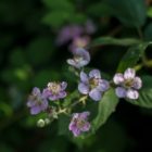 Blüten