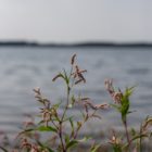 am See
