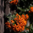 Spätsommer