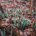 Auwald im Winter