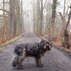 Wege im Winter