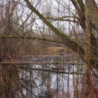 Auwald im Winter