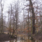 Auwald