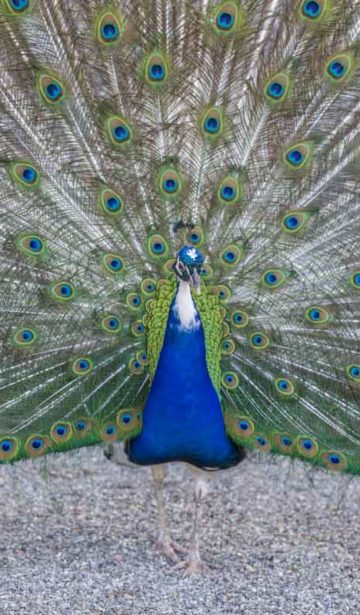 Pfau