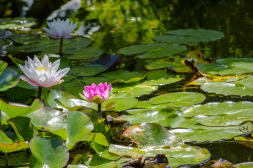 Sommerliche Impressionen