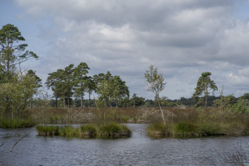 Pietzmoor