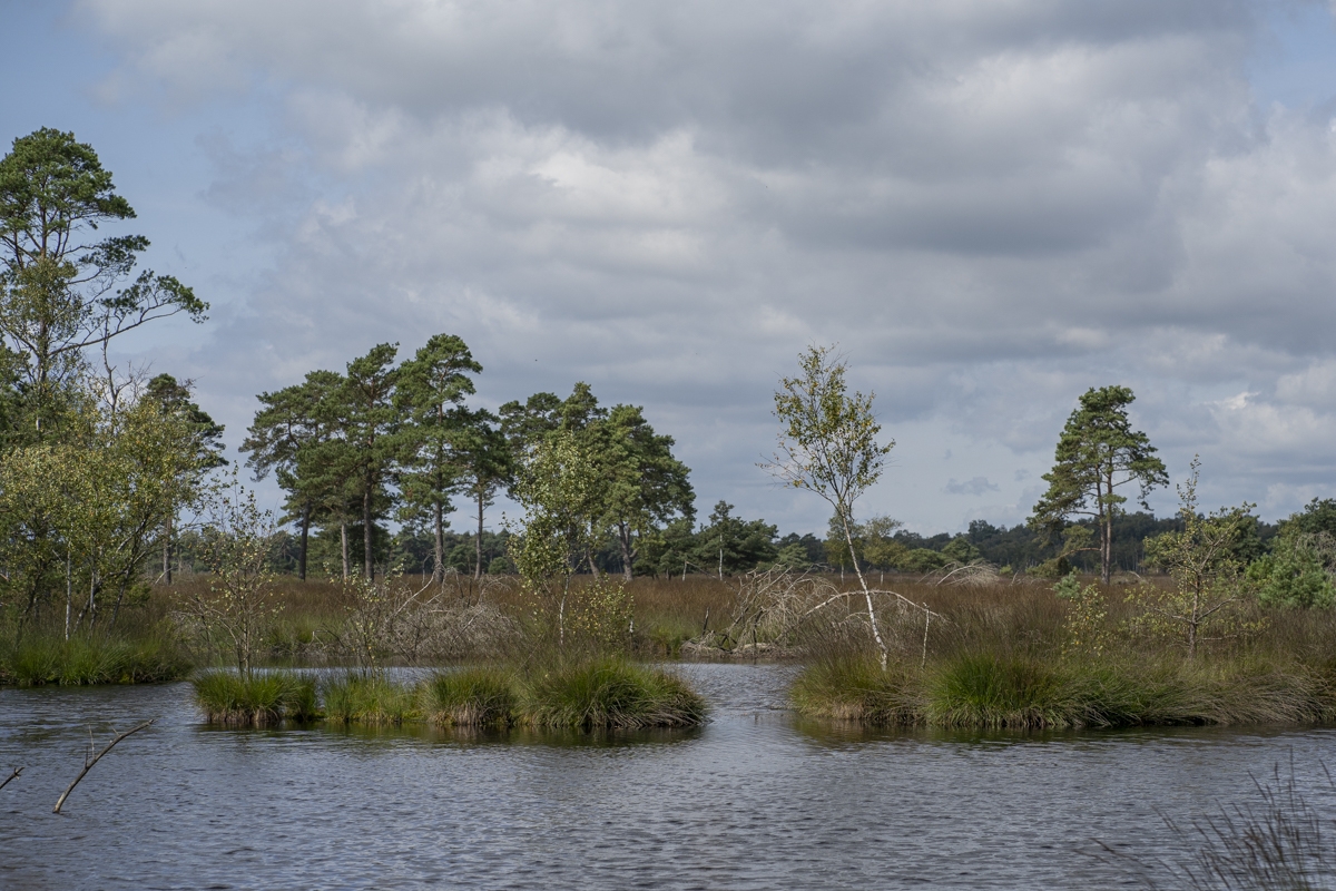 Pietzmoor