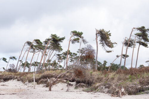 Naturparadies auf Fischland-Darß-Zingst