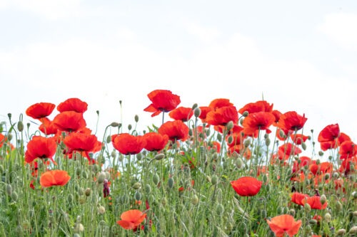 Monatsrückblick Juni
