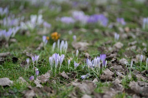 Frühling liegt in der Luft