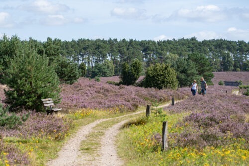 Lüneburger Heide