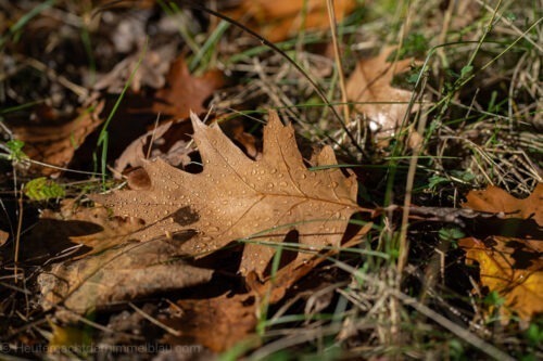 Herbstspaziergang
